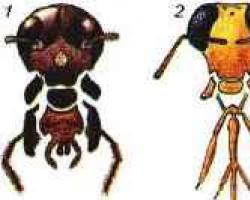 Кровеносная, дыхательная и выделительная системы черного таракана Внутреннее строение черного таракана вид сбоку